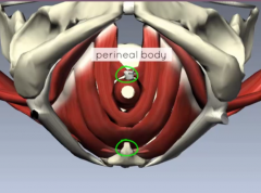 it is at the posterior arch tip of the urogenital hiatus and functions to connect the pelvic diaphragm with the perineum