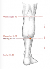 -7 c superior to UB 60 (Kun Lun)
-lateral and appx. 1 c inferior to UB 57 ( Cheng Shan)