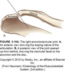 Mouvement de l'articulation (3) acromio-claviculaire