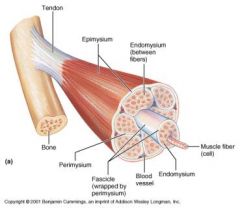 - surrounds each individual muscle fibre
- encircles and is continuous w/ muscle fibers membrane - Sarcolemma