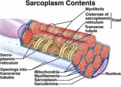 - cytoplasm of a muscle fiber
- contains contractile components (myofibrils) 
- stored glycogen
- fat
- enzymes,
- organelles; mitochondria, and sarcoplasmic reticulum