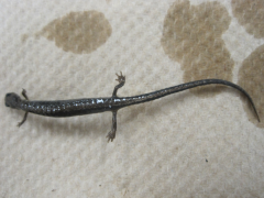 light mid dorsal stripe with saw toothed edges near head