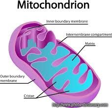 Mitochondria 