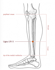 - 5 c above the prominence of the medial malleolus
-posterior to the medial crest f the tibia
-in the depression btw the medial crest of the tibia and the gastrocnemius m.