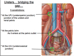 The pass down the posterior abdominal wall, over the pelvic brim, along the posterior wall of the pelvis and then anterior to the posterior wall of the bladder.

Three constrictions are
1) At the renal pelvis
2) Where they cross the external i...