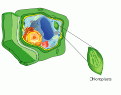 Chloroplast 