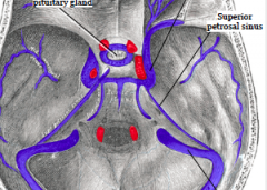 ID the cavernous sinus. 
 
Name the nerves and vessels that pass through.