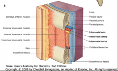 De twee lagen waaruit de m. intercostalis internus (internal en innermost) bestaat