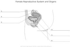 Female reproductive system labeling