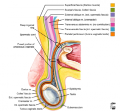 Fascia spermatica interna