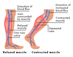 Leg muscle contraction → ↑ Venous return to RA = ↑ Preload