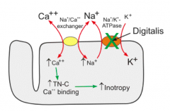 Positive inotropic effect d/t INHIBITION OF Na+/K+ ATPase
- Results in ↑ intracellular [Na+], which ↓ driving force for Ca2+ extrusion by Na+/Ca2+ exchanger
- Indirectly results in ↑ intracellular [Ca2+], which increases contractility of h...