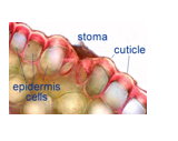 1) epidermis
2)Cuticle (wax)
3) Trhichomes (hairs)