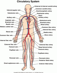 Function: Transports oxygen, nutrients, and waste through the body
Structures: Heart and blood vessels