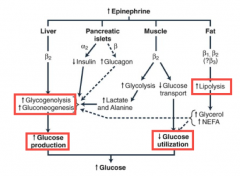 Epi stimulates α2 receptors, which ↓ insulin 

Epi also stimulates β receptors, which ↑ glucagon 

↓ insulin and ↑ glucagon → ↑ glycogenolysis and gluconeogenesis → glucose production