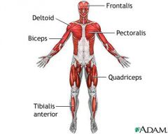 Function: Provides movement to the body when attached to the skeleton
Structures: Muscles, ligaments and tendons
