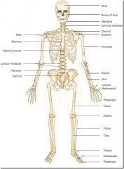 Function: Provide support for the body
Structures: Bones and joints