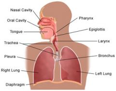 Function: Get oxygen into the body and get carbon dioxide out of the body
Structures: Diaphragm, lungs, trachea, bronchus, and nasal cavity