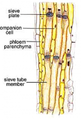1) Large nucleus 
2) dense cytoplasm
3) many mitochondria to load sucrose into sieve cells
4) Many plasmodesmata