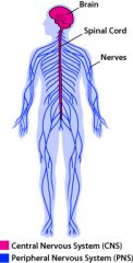 Function: Control center of body
Structures: Brain, spinal cord, nerves