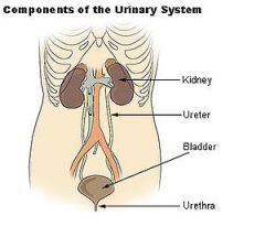 Function: Kidney, ureters, bladder, and urethra
Structures: Rid body of waste