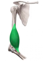 1. Humerus
2. Ulna
3. Flexion
4. Musculocutaneous nerve; Brachial Plexus