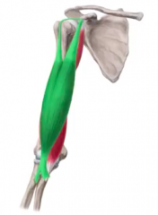 1. Scapular
2. Radius
3. Flexion and Supination
4. Musculocutaneous nerve; Brachial Plexus