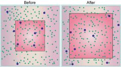 The images below show the same cell, before and after reaching equilibrium. Which statement best describes what happened as the volume of the cell increased?  




A. The number of solute particles inside the cell decreased. 
B. The number of solu...