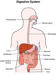 Function: Breakdown food into nutrients cells can utilize (use)
Structures: Mouth, esophagus, stomach, small intestine, large intestine, and rectum