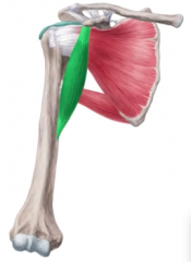 1. Scapular
2. Humerus
3. Flexion, Adduction, Internal rotation
4. Musculocutaneous; Brachial Plexus