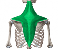 1. Occipital Bone, T & C vertebrae
2. Scapular, Clavicle
3. Elevation, Upward/Lateral Rotation
4. Accessory Nerve