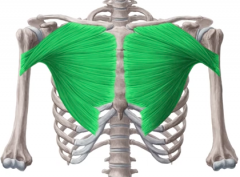 1. Clavicle, Sternum, Ribs
2. Humerus
3. Flexion, Adduction, Medial Rotation
4. Medial & Lateral Pectoral Nerves