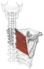 1. Thoracic Vertebrae
2. Scapular
3. Retract, downward rotation
4. Dorsal Scapular Nerve