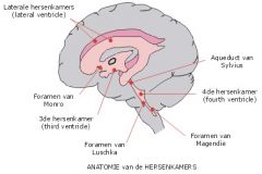 Verbinding tussen laterale ventrikels en derde ventrikel