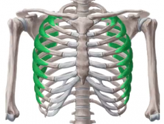 1. Ribs
2. Scapular
3. Protracts and laterally rotates scapular
4. Long thoracic nerve