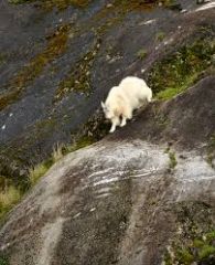 This mountain goat is trying to go down the mountain.  