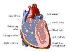 Aortic valve