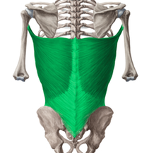 1. T & L Vertebrae
2. Humerus
3. Extend, Adduct, Medial Rotation
4. Thoracodorsal