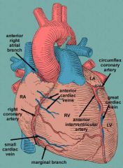 Cardiac Vein