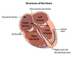 *Sinoatrial node

*"Pacemaker"

*Sets the rhythm of the heartbeat

*Ripples in pond