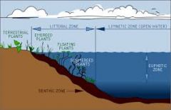 - open water after littoral zone
(grazers)