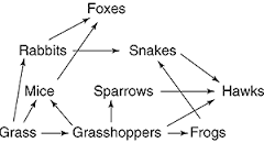 In this food web, record one food chain that includes rabbits.