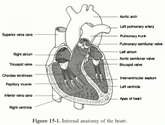 *Between left atrium and left ventricle

*An Atrioventricular valve"
