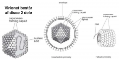 Beskriv den den generelle opbygning af virus med fokus på virion og kapslen