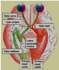 - optic nerves join at base of brain at optic chasm

- the axons from ganglion on inner side near nose cross thru chasm and ascend to LG of opposite side of brain
- axons from ganglion on outer side remain on same side of brain