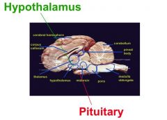 Hypothalamus (H) = relatively small structure that lies midcentral in base of brain. Divided into halves by 3rd ventricle (forms ventral and lateral walls of 3rd ventricle). 

A portion of H (medio-basal H) sits above the pituitary.