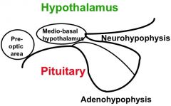 Two parts; (1) NEUROHYPOPHYSIS (aka Posterior Pituitary); which is connected to H

(2) ADENOHYPOPHYSIS (aka Anterior Pituitary); distinct, NOT directly connected to H