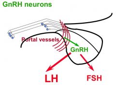 GnRH cell bodies = located in several parts (NUCLEI) of H. GnRH neuron fibers end in MEDIAN EMINENCE near capillary loops of portal vessels. 

Neurons release GnRH into pituitary portal blood supply, which is transported to anterior pituitary cells.