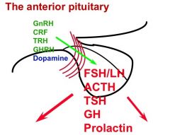 The anterior pituitary contains receptors to respond to a variety of releasing factors; Stimulatory hypothalamic hormones; (1) GnRH, (2) CRF, (3) TRH, (4) GHRH, and Inhibitory hypothalamic hormone (5) Dopamine.

AP contains (1) gonadotrope cells; releas