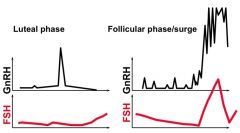 FSH is released as soon as it is synthesized (small amounts stored in granules).  FSH release favors GnRH present (low frequency pulse profile).

FSH release  in general doesn't depend on GnRH unless there is a big surge, then its release (from stored g